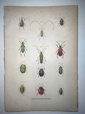 1864 Antique Hand Colored Lithograph Burgersdijk 2 Prints Beetles