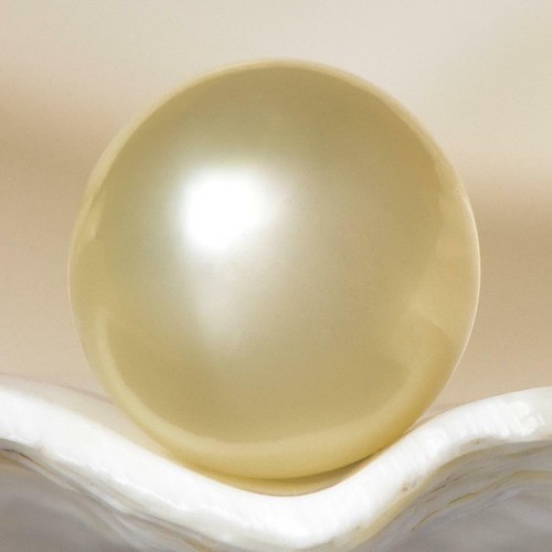 South Sea Pearl Cream Champagne 10.86 mm NEW Papua New Guinea 1.69 g undrilled - Picture 1 of 7