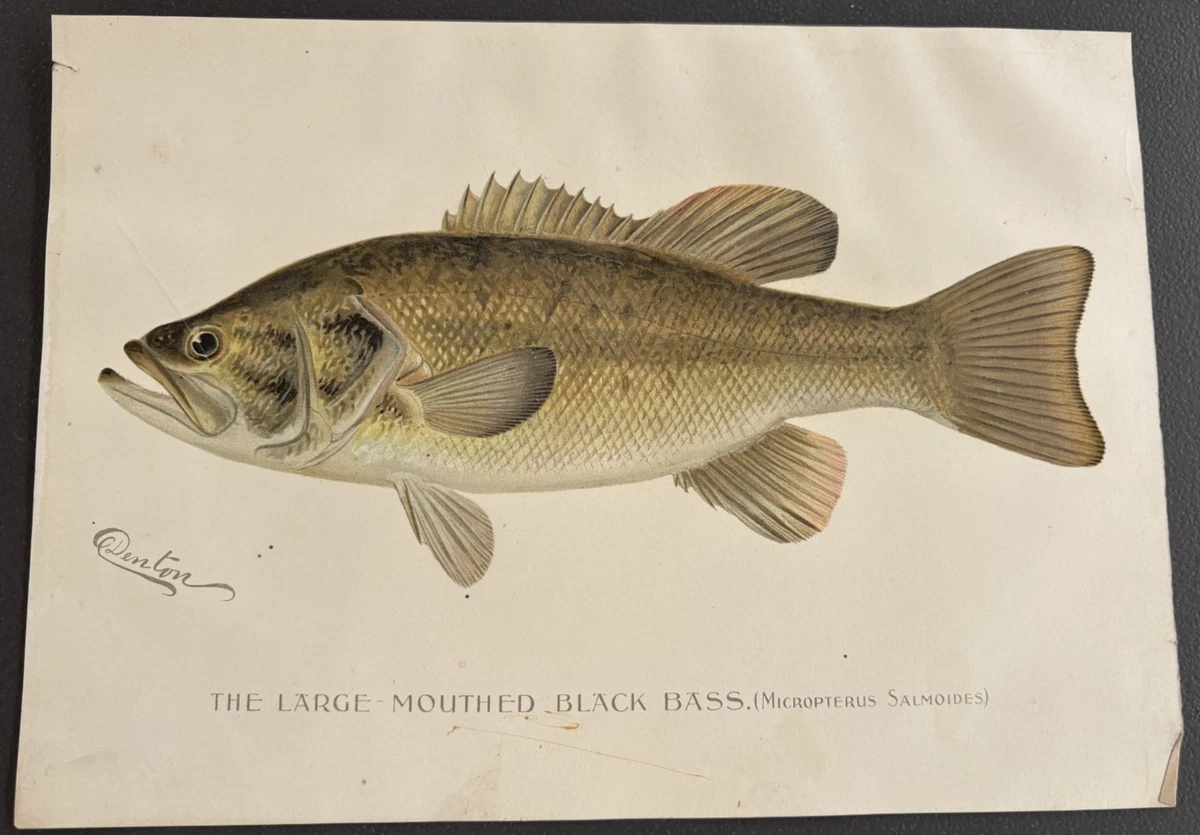 25+ Fishing Signed Art Prints for sale | Updated Oct 2026