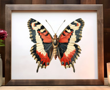 Butterfly Art Print, Wall Art Decor Print, Botanical Wall Art, Nature Print 34