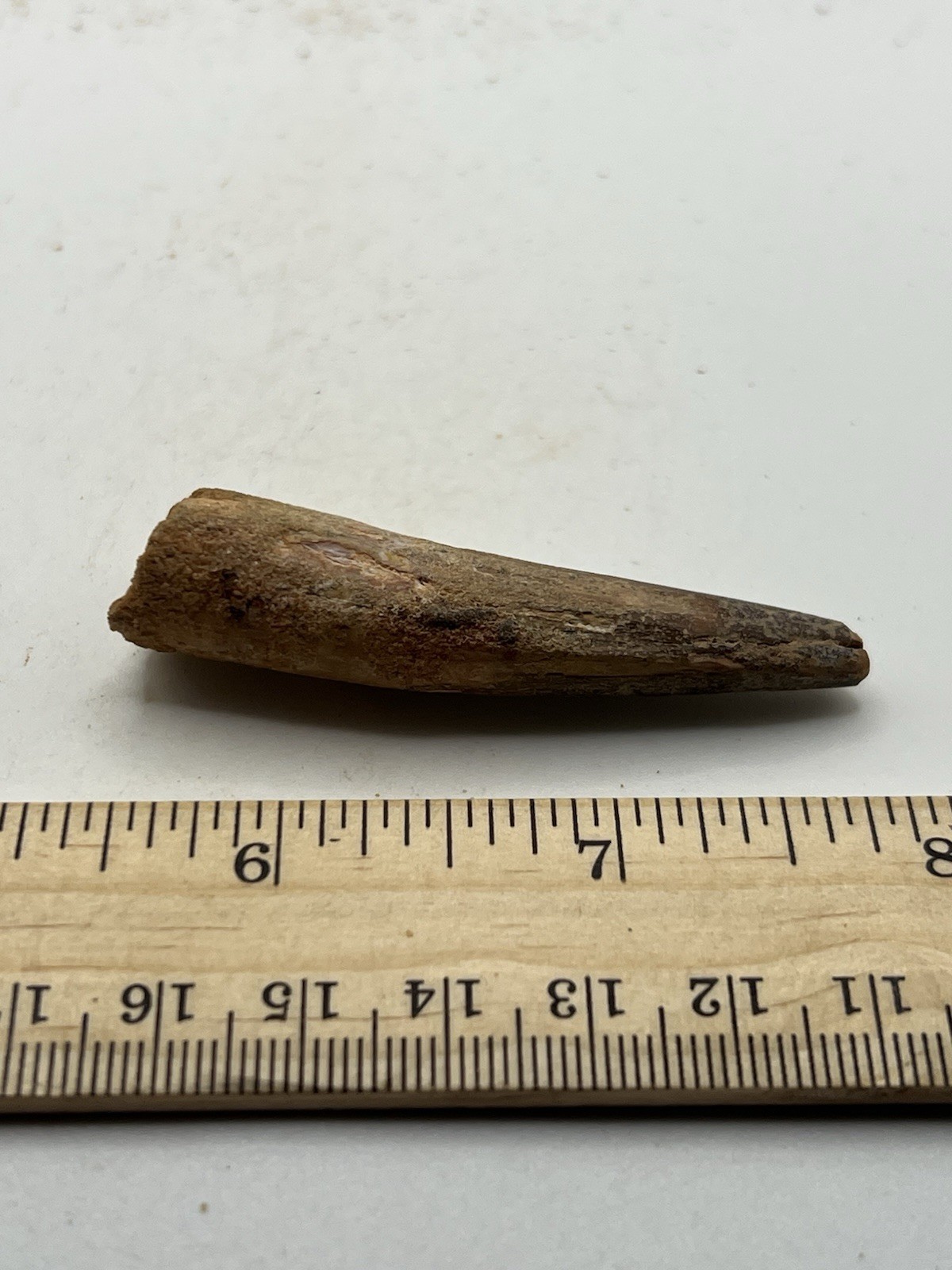 Spinosaurus 2.25” TOOTH  Teeth Dinosaur Fossil before T Rex Cretaceous CS 745