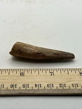 Spinosaurus 2.25” TOOTH  Teeth Dinosaur Fossil before T Rex Cretaceous CS 745