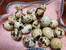 12 Empty Blown Real Quail Eggs Easter Craft, One Hole