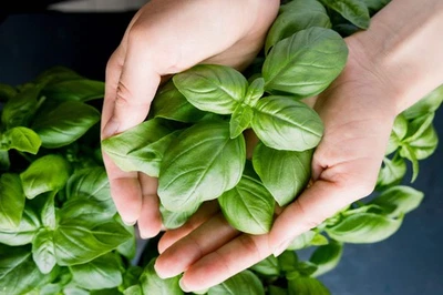 SEEDVILLE USA 2000 SWEET GENOVESE BASIL Ocimum Basilicum Herb Flower Seeds