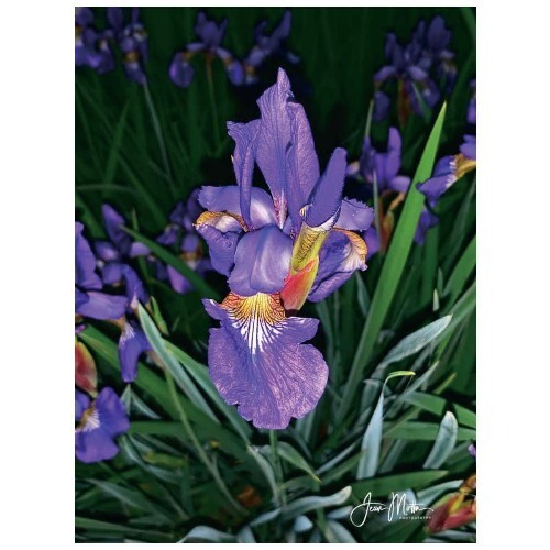 Iris Purple Flowers Notecard Floral Greeting Card, Irises Print Cards - Set of 5 - Picture 1 of 1