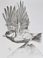 Blue Tit Original Pencil On Paper Realistic Drawing