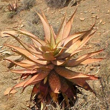 Aloe khamiesensis exotic succulent rare cactus seed garden plant agave  15 SEEDS