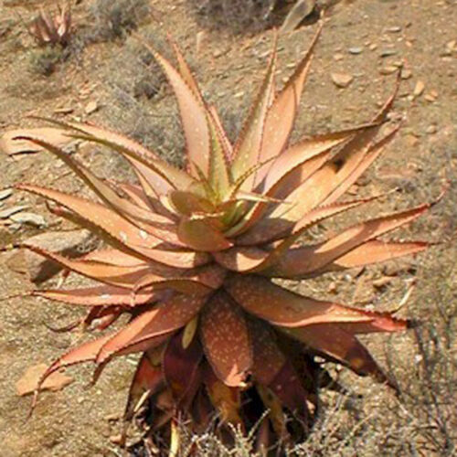 Aloe khamiesensis exotic succulent rare cactus seed garden plant agave 100 SEEDS - Afbeelding 1 van 1