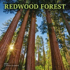 Carousel Calendars,  Redwood Forest 2026 Wall Calendar, 12'' X 12'', 16-Month Ca