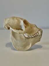 Br&uuml;llaffe Sch&auml;del - Howler Monkey Skull - Replica