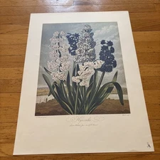 Hyacinths 1801 London Flora Robert John Thornton Print Vintage Reproduction