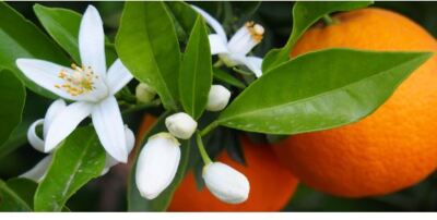 Neroli natürliches ätherisches Öl: Bitte Produktbeschreibung vor dem Kauf lesen