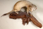 Beautiful Brown Ermine Brown Ermine Taxidermy With Certificate