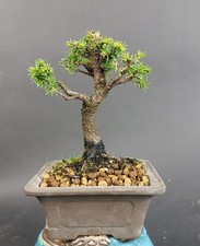 Bonsai - Ajanfichte, Picea Jezoensis, Shohin, Japan