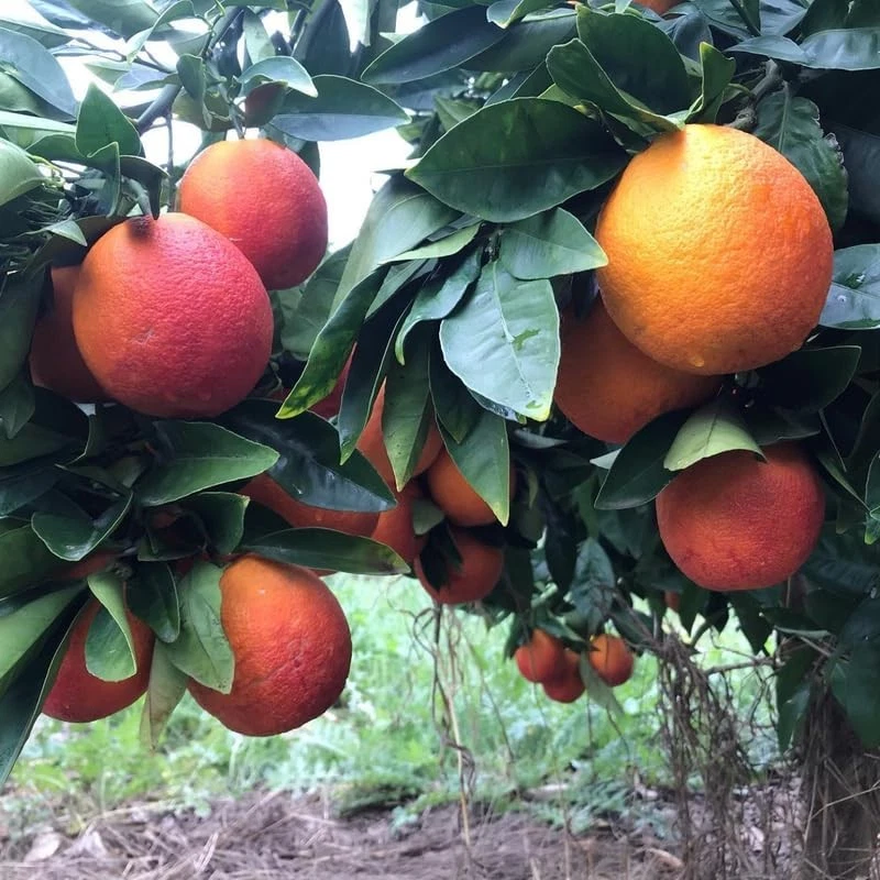 Árbol NARANJA SANGUÍNEA. Árbol de 2 años. En maceta plástica. 140 cm alt + ABONO - Imagen 3 de 4