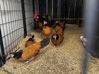 Vorwerk Bantam 6 Hatching Eggs  — photo 9