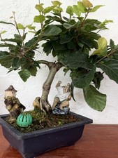 Bonsai Tree European Beech Over a Rock Forest Landscape 20