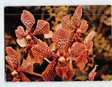 Postcard Vanda Hybrid Orchid Jungle Miami Florida USA