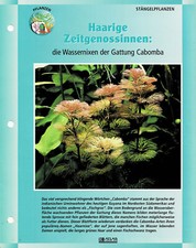 The aquatic mermaids of the genus Cabomba / aquarium information card