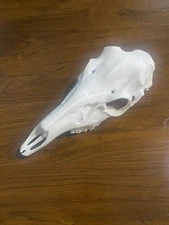 Deer skull/head European mount taxidermy 3D replica PLA plastic whitetail medium