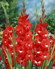 GLADIOLUS TRADERHORN 10- Flower Bulbs  Great for Bulk Planting  U S SELLER