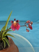 Tolumnia Jairak Flyer 'Red Cherry' Punk Purple Yellow ONE SPIKE BS 2” Pot