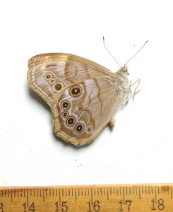 Lethe anthedon, male, Maryland; Nymphalidae