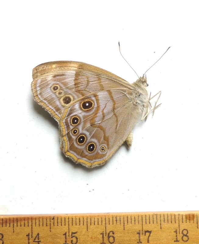 Lethe anthedon, male, Maryland; Nymphalidae