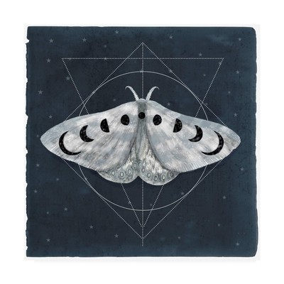 , 18x18 Midnight Moth II by Victoria Borges