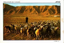 CPM AK TUNISIE Paturages du Sud (258622)