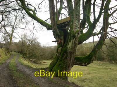 Photo 6x4 Treehouse (disused?) at New Well farm There's a much more  c2010
