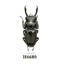 BEETLE, INSECT -H6680. Lucanidae: Falcicornis sp. - 31MM, SPECIAL HUMPS, VIETNAM