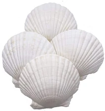 Large Natural Baking Shells White Scallops, 4-Inches, Set of 12