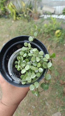 Real Picture Hoya Peltata Mini Coin Sp Borneo Rare Tropical Wax Plant