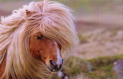 Zoo  Wildlife   *  PFERD *  HORSE        Postcard   # T 004