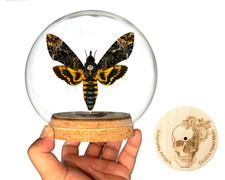 Real Death Head Moth Acherontia Entomology Glass Dome Insect Silence of the Lamd