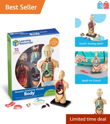 Realistic 31-Piece Anatomy Model for Ages 8+ - Ideal Science Classroom Display