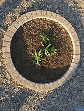 120cm cream garden circle granite tree surround grass border edging stones decor