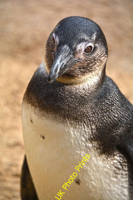 Photo 12x8 Torquay : Living Coasts - Magellanic Penguin A Magellanic pengu c2016