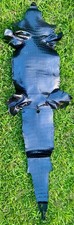 American Alligator Hide 5' Black Glazed 37 cm WHOLE Real Genuine 4984J4