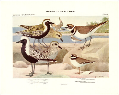 WILDLIFE Wounded Bird Records メロハー WILDLIFE Wounded Bird Records メロハー