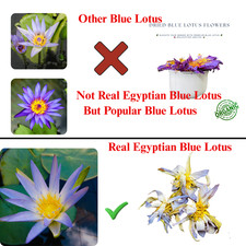 Blue Lotus Flower Dried Organic Egyptian Herbal Tea Nymphaea Caerulea
