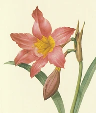P. J. Redoute Print #3 Amaryllis equestris. Barbados Lily. Botanical Flowe