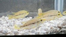 Nicaraguan Cichlid 2", Macaw, Nicaraguensis