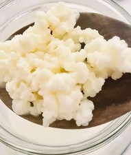 Milk Kefir Grains-1 Tablespoon