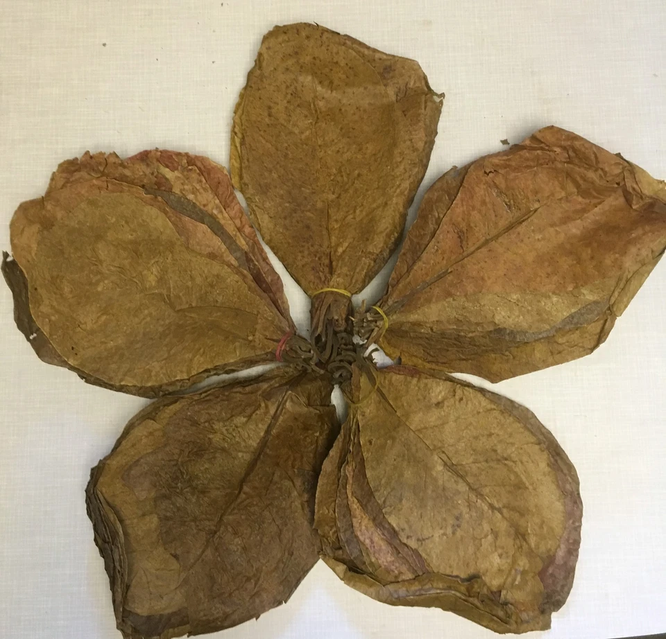 250 Gr > 100 Stück Indische Seemandelbaumblätter Catappa Leaves ca. 20-25 cm  - Bild 1 von 1