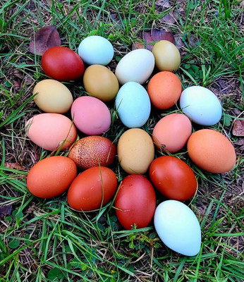 1 Dzn Hatching Eggs Assorted Breeds and Colors. Marans, Ameraucana, Penedesenca