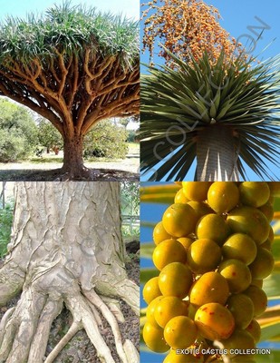 Dracaena draco, rare Dragon's Blood Tree Canary Island palm bonsai