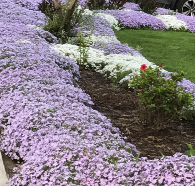 7 Deer Proof Perennial Plants Creeping Phlox Lavender Ground Cover | eBay