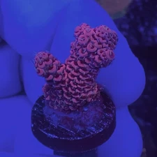 Live Coral Frag Absolutely Fish Naturals Pink Millepora Acropora Sps